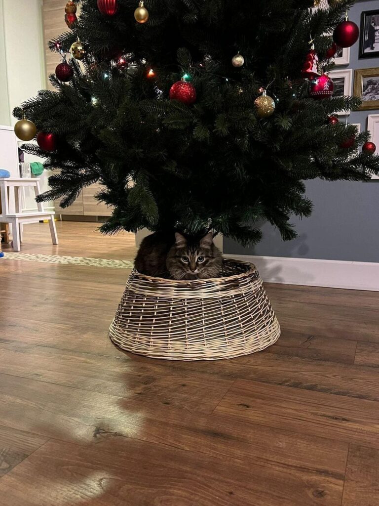 кошка под елкой